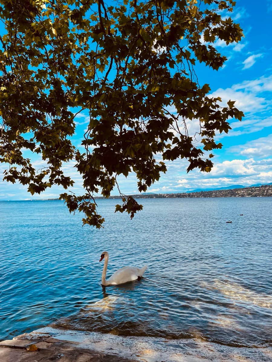 A swan on a blue lake framed by leaves of an overhanging tree